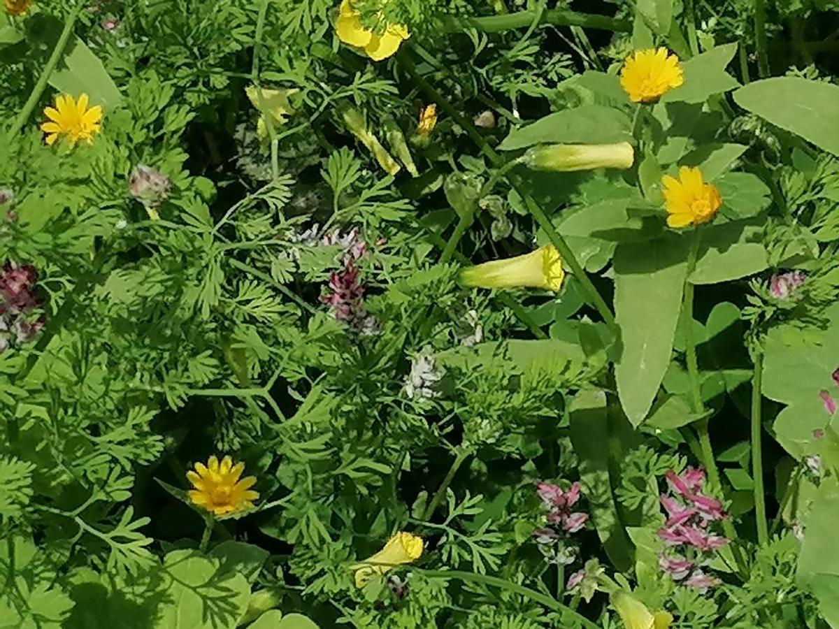 بيت الطبيعة Nature House Dzseras Kültér fotó