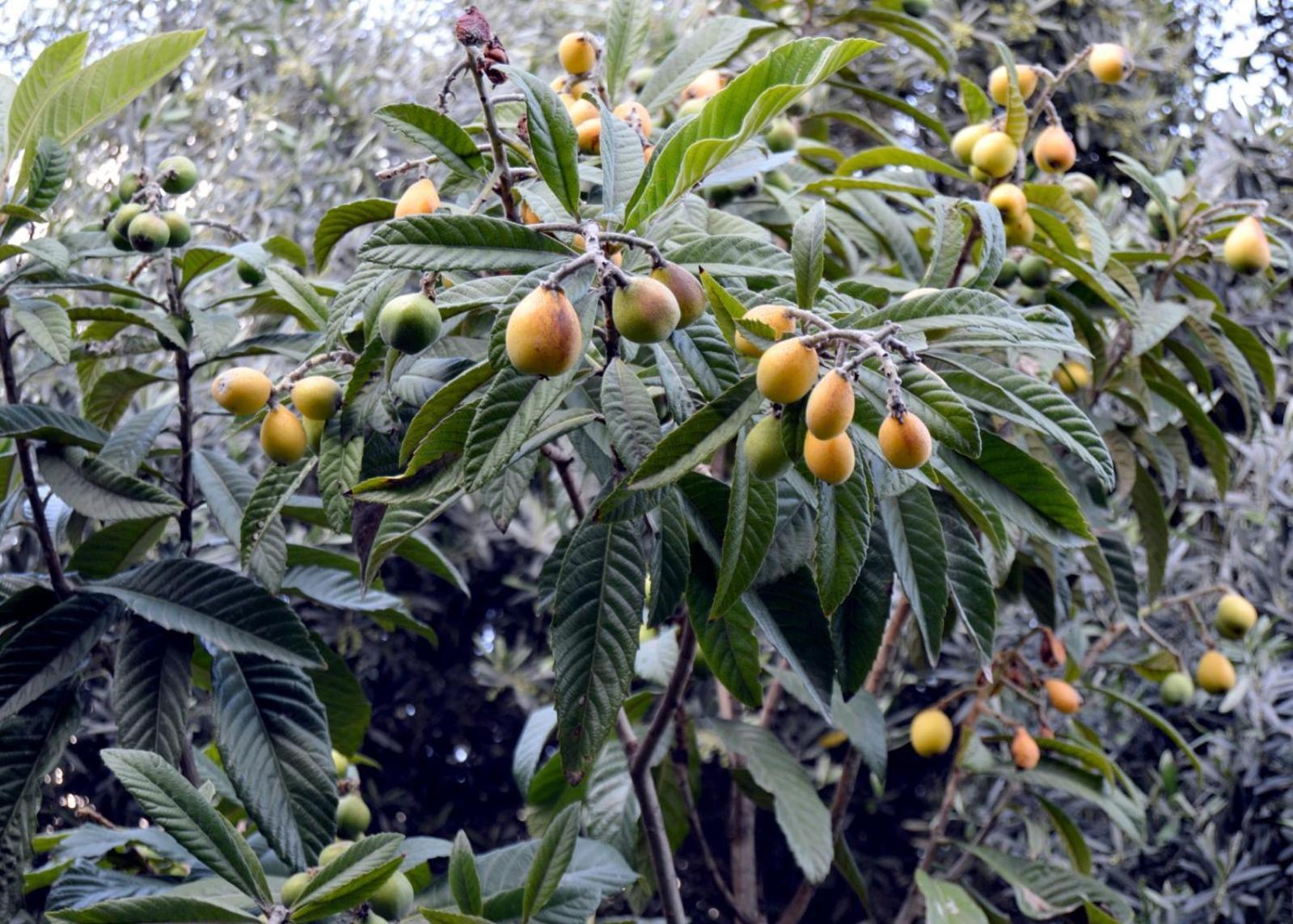 بيت الطبيعة Nature House Dzseras Kültér fotó